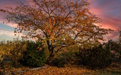 DER HERBST LÄSST DIE BLÄTTER FALLEN