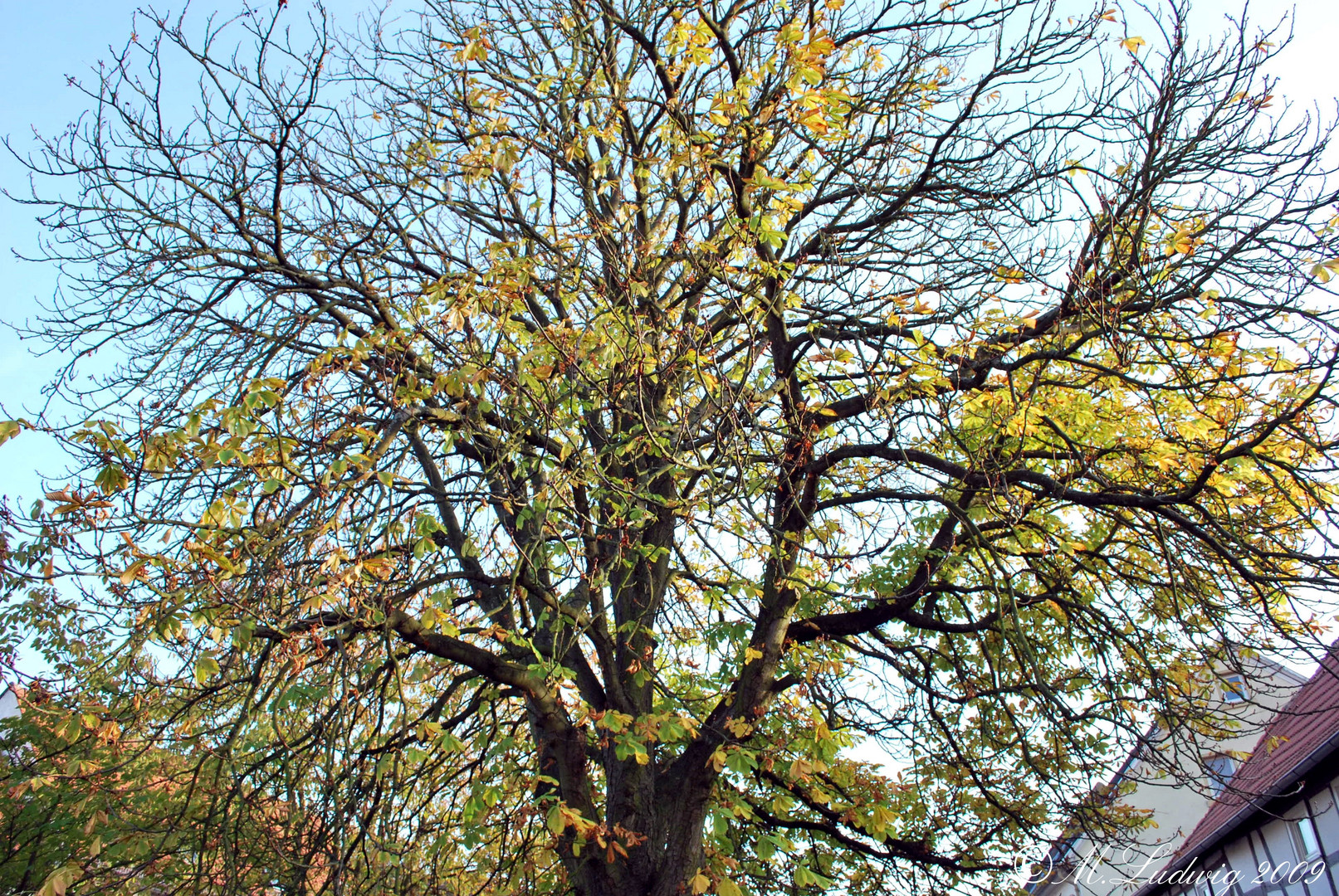 Der Herbst lässt die Blätter gelb werden...