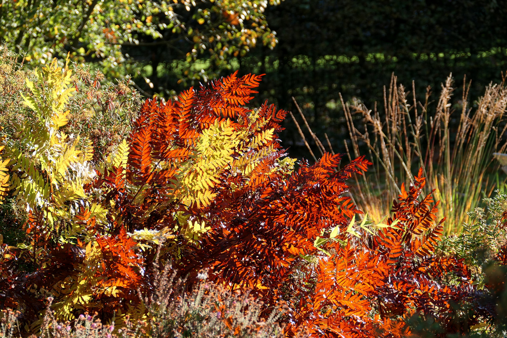 Der Herbst lässt die Blätter leuchten