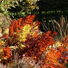 Der Herbst lässt die Blätter leuchten