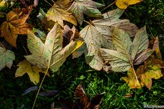 Der Herbst lässt grüßen.....