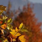 Der Herbst läßt grüßen