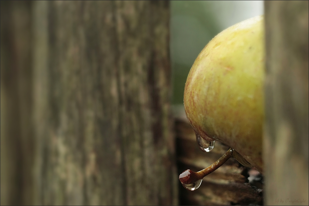 Der Herbst läßt grüßen