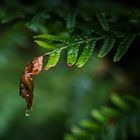 Der Herbst lässt grüßen