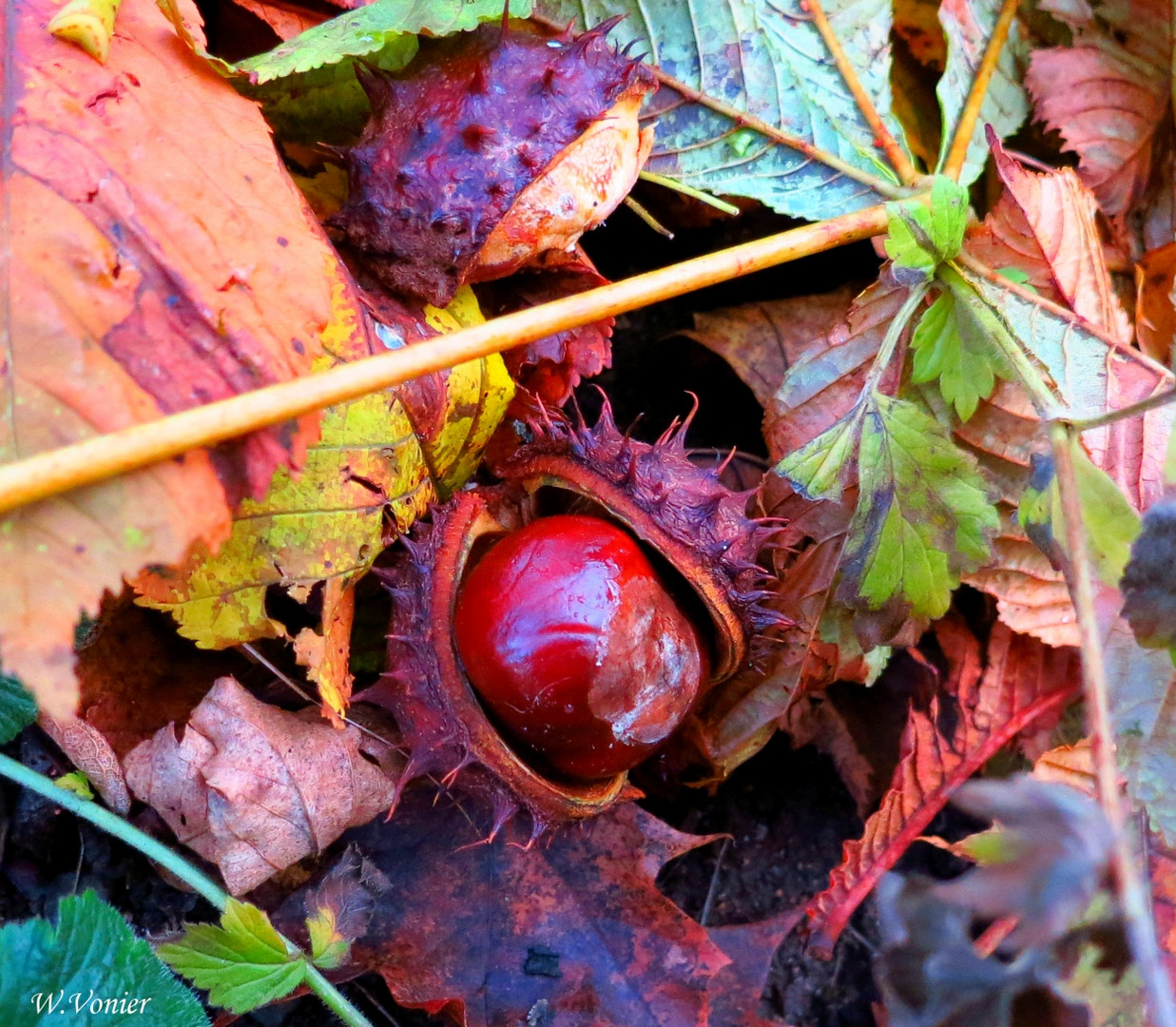 Der Herbst läßt grüßen