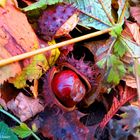 Der Herbst läßt grüßen