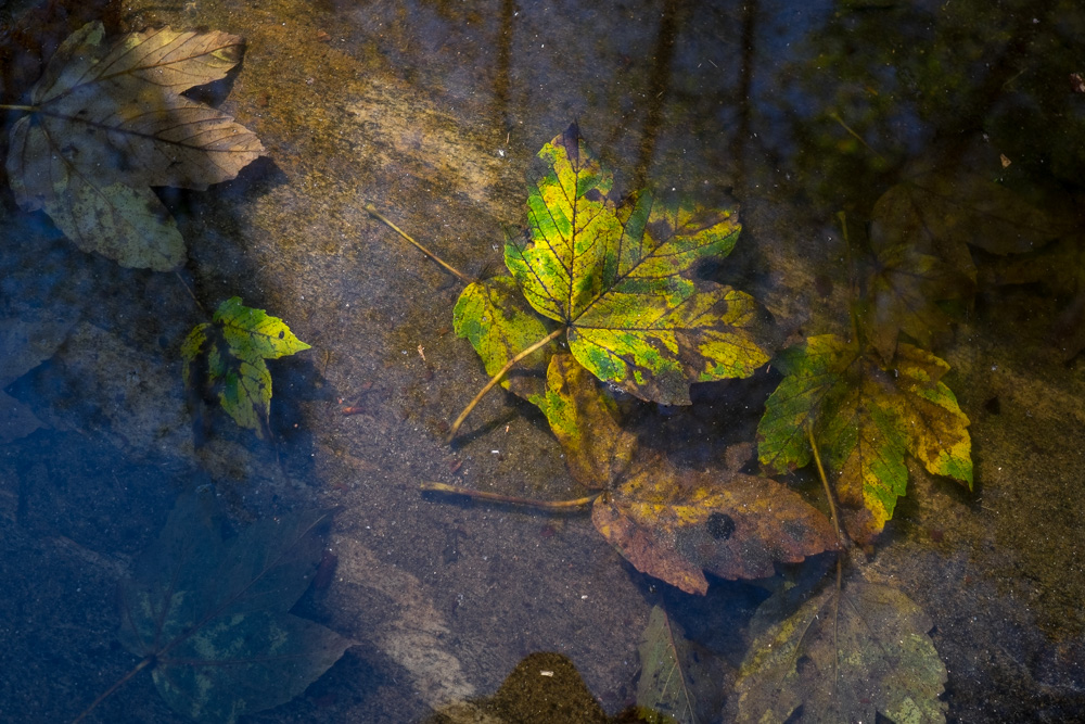 Der Herbst lässt grüssen ...