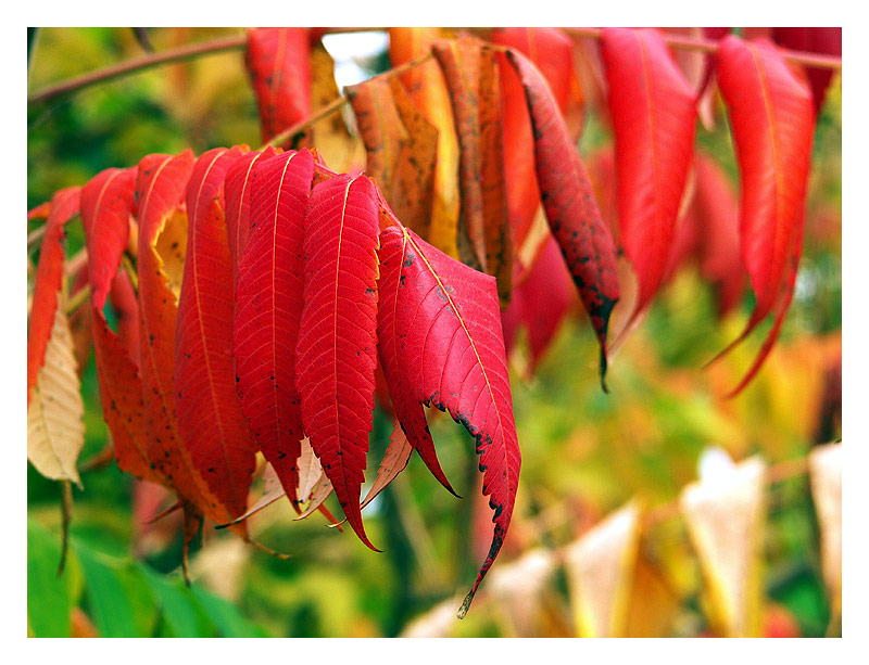 der herbst läßt grüßen