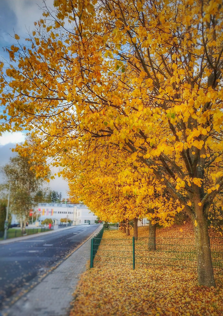 der Herbst läßt grüßen 