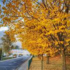 der Herbst läßt grüßen 