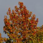 der Herbst lässt grüßen