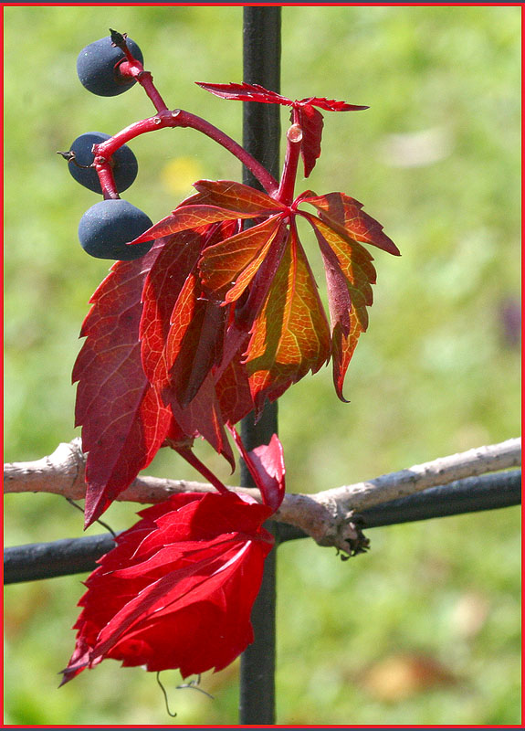 Der Herbst läßt grüßen