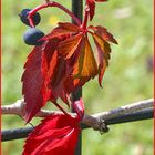 Der Herbst läßt grüßen