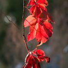 Der Herbst lässt grüßen