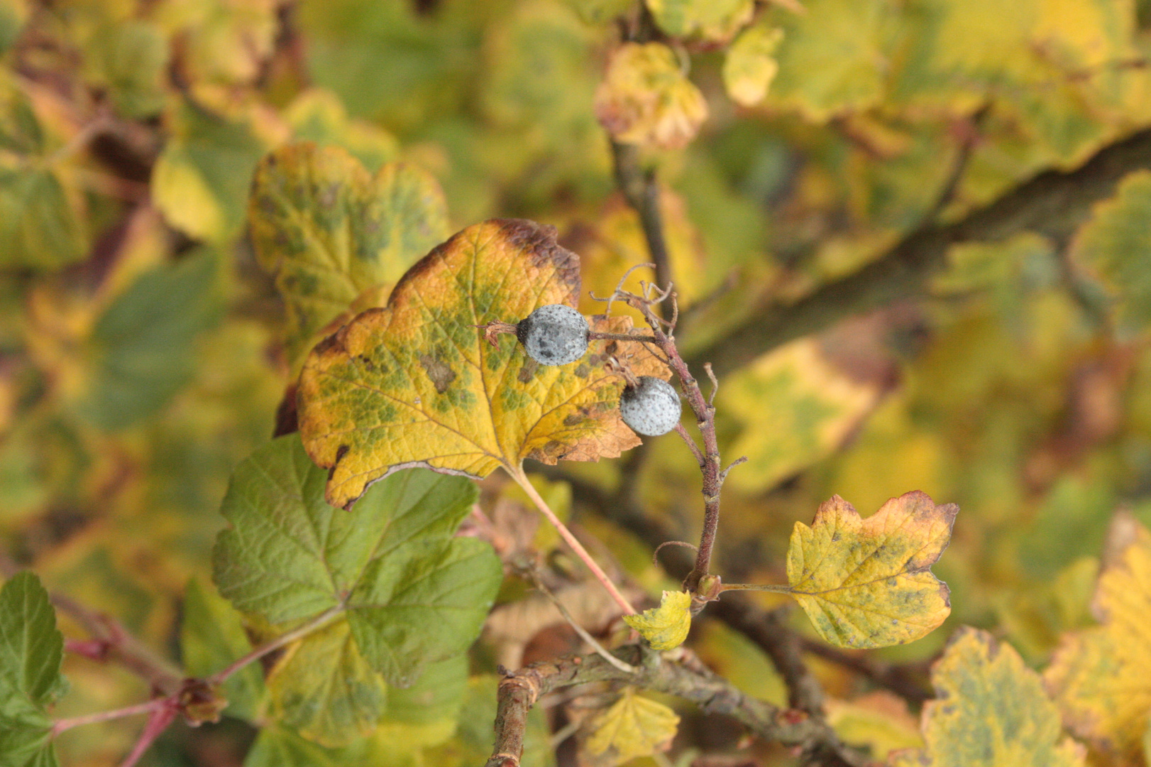 Der Herbst lässt grüßen