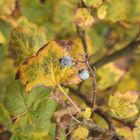 Der Herbst lässt grüßen