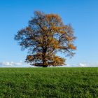 Der Herbst lässt grüßen oder der Baum im Oktober