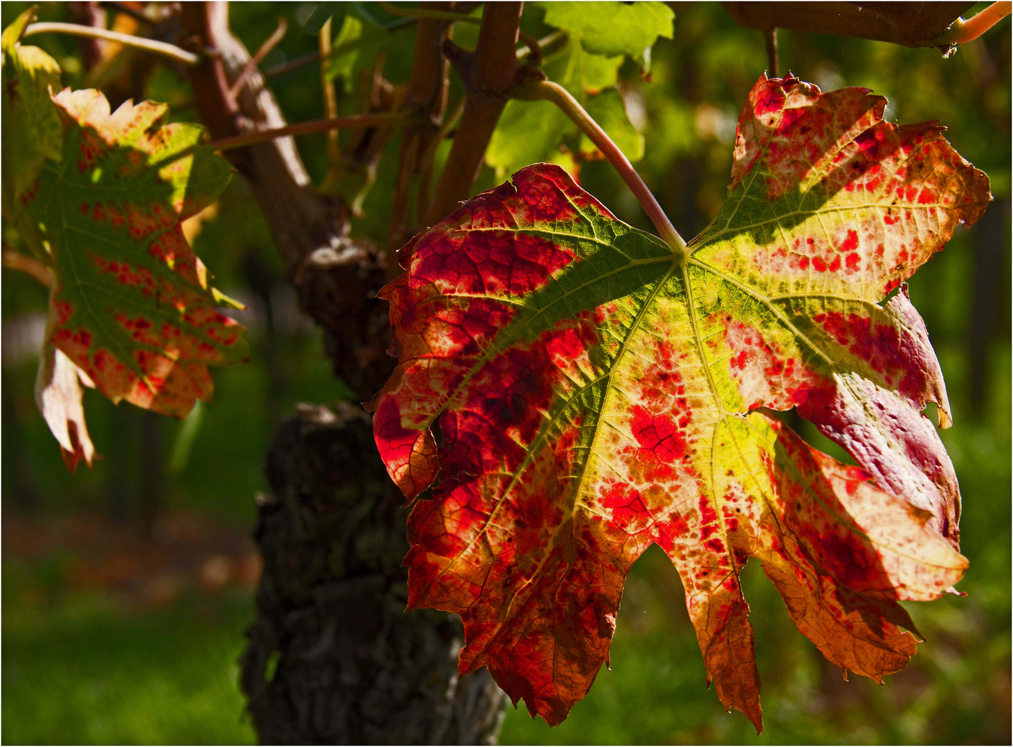 Der Herbst läßt schon grüßen....