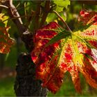 Der Herbst läßt schon grüßen....