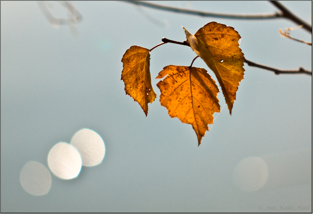 ...der Herbst läst grüßen...