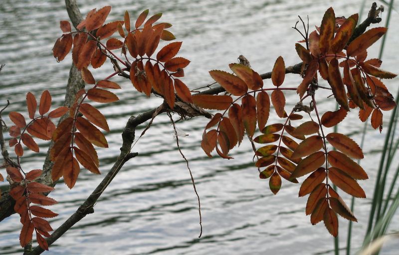 der herbst laßt grüßen