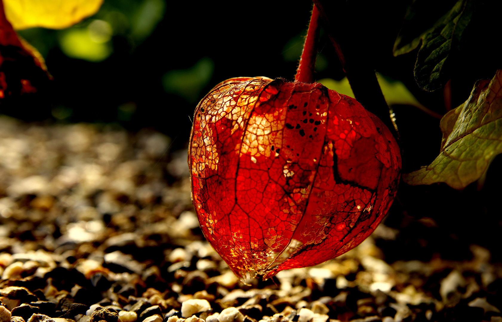 Der Herbst leuchtet II