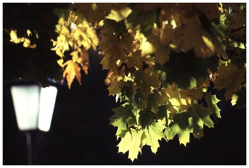 Der Herbst leuchtet uns schon