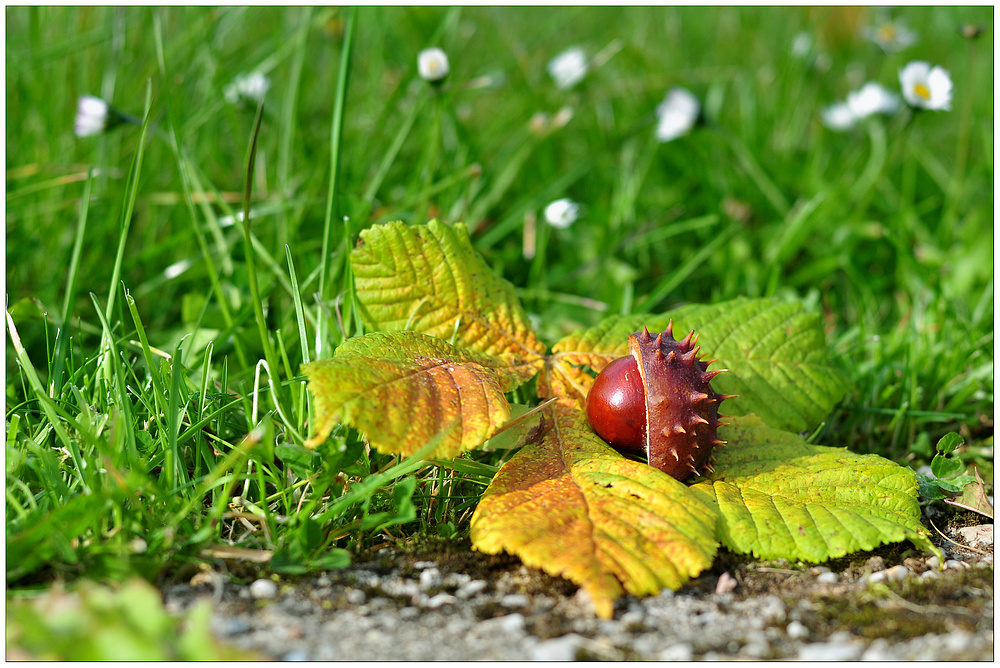 ~ Der Herbst liegt uns zu Füßen...~