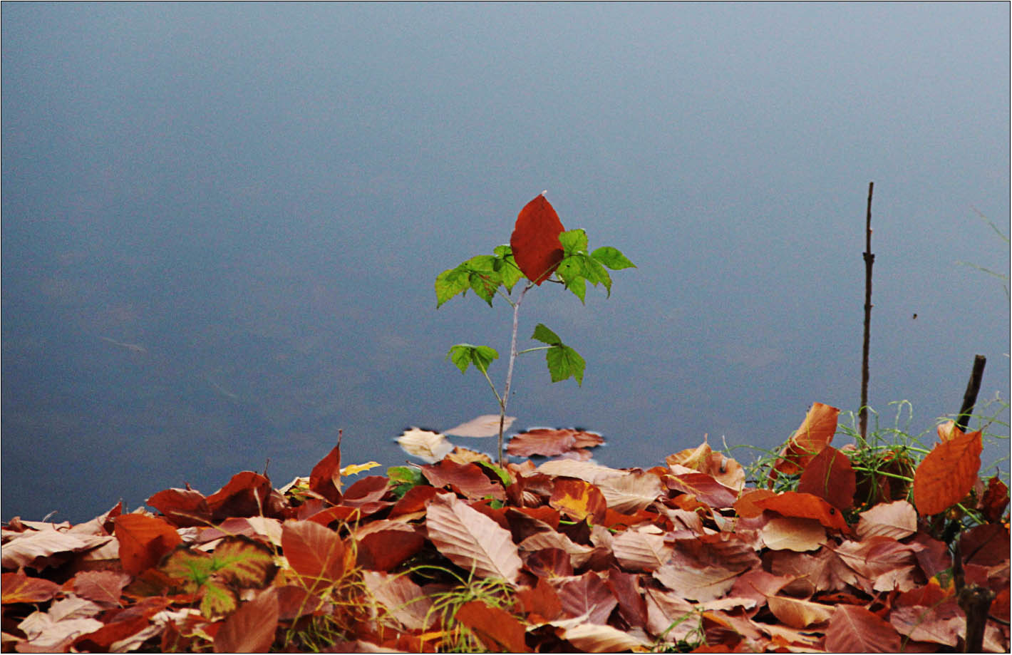 Der Herbst macht sich lustig ...