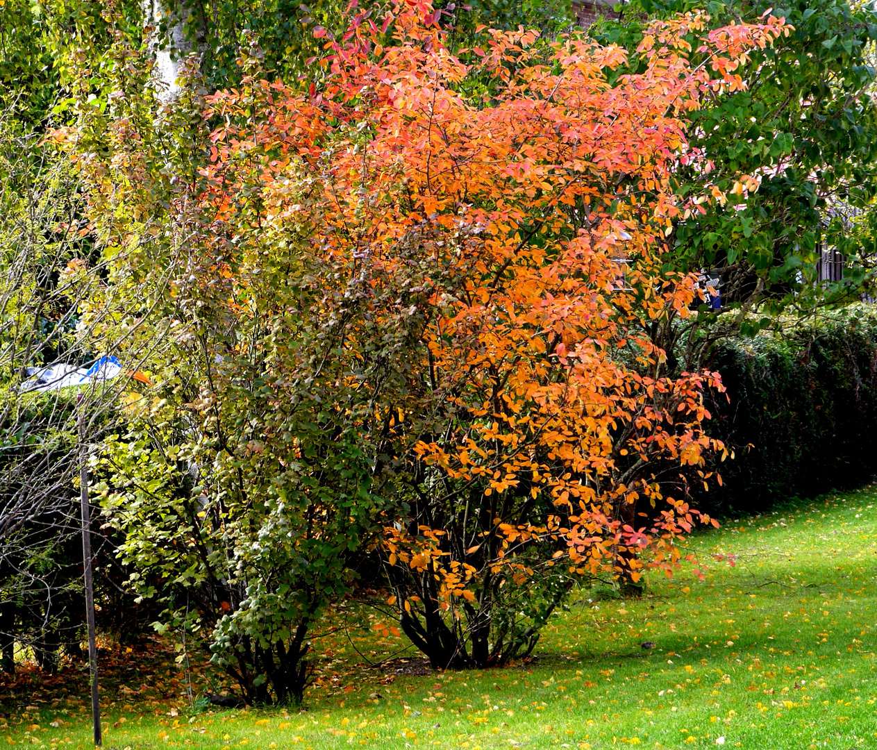 Der Herbst malt...