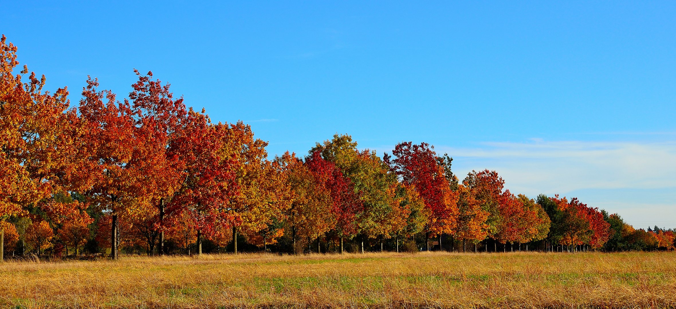 der Herbst malt die Blätter an