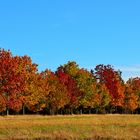 der Herbst malt die Blätter an