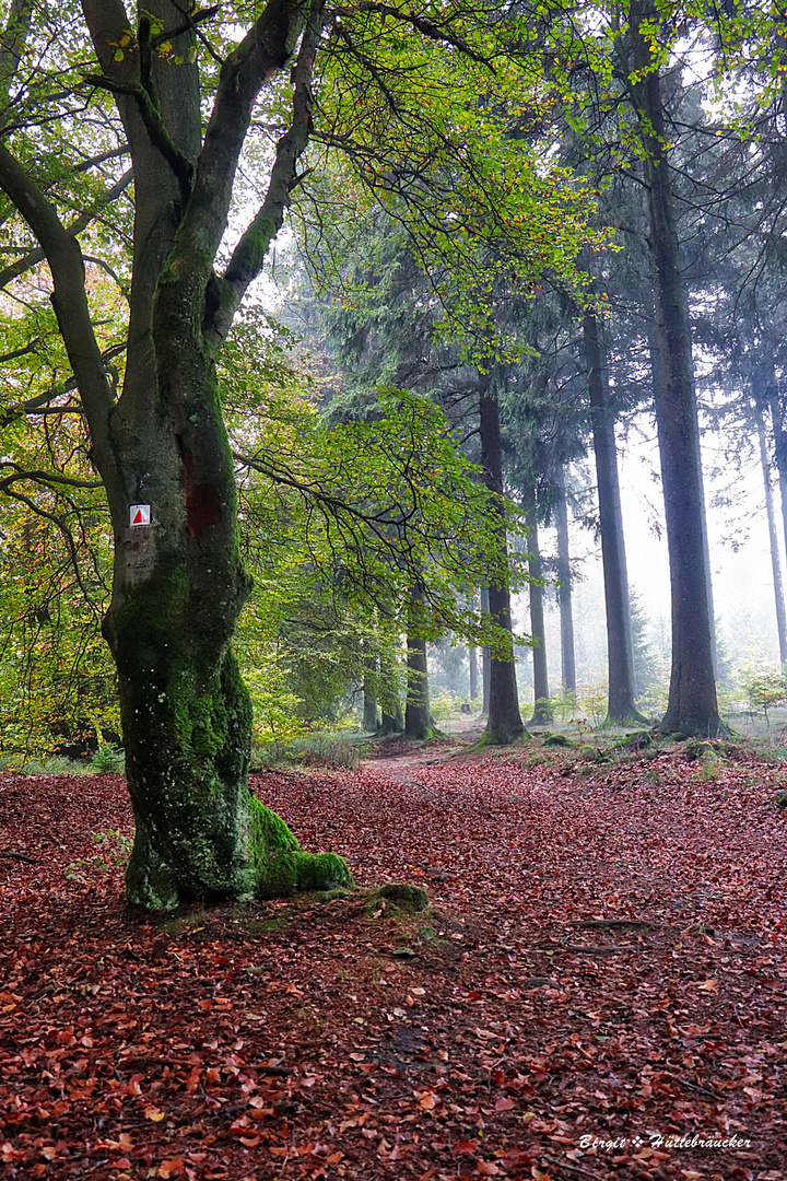 Der Herbst malt die Blätter bunt