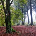 Der Herbst malt die Blätter bunt