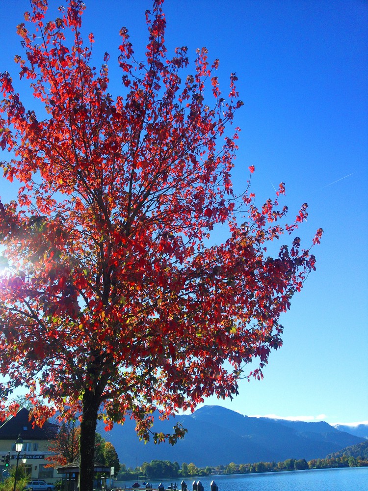 Der Herbst malt die Blätter bunt