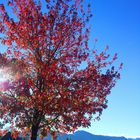 Der Herbst malt die Blätter bunt