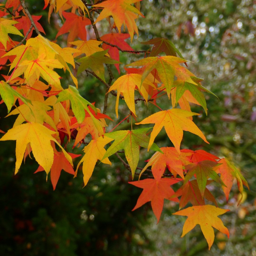 Der Herbst malt die schönsten Farben