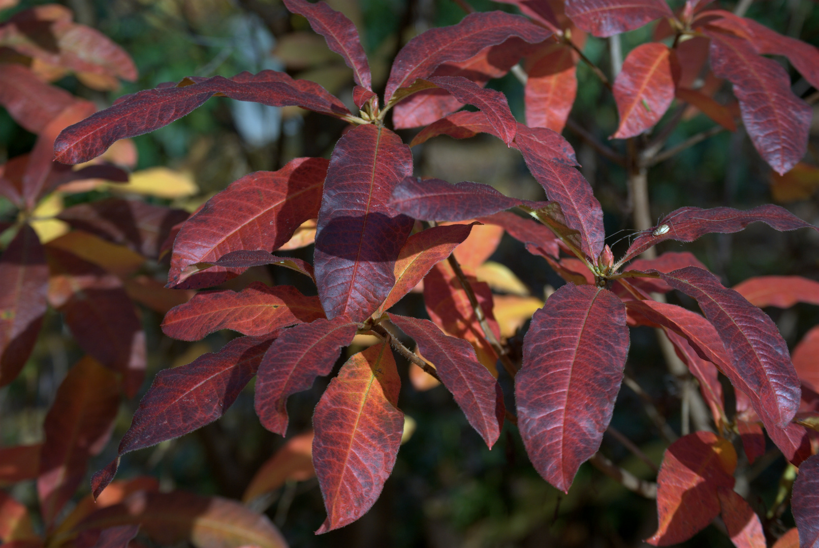 Der Herbst malt die schönsten Farben