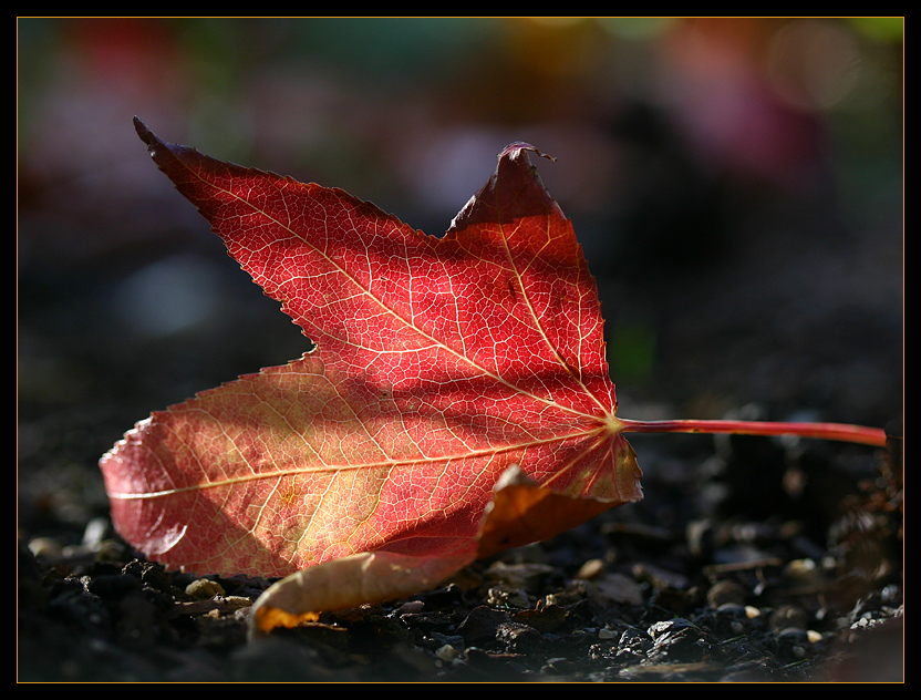 Der Herbst malt farbig:-)