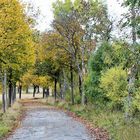 Der Herbst mir seiner wundervollen Farbenpracht.