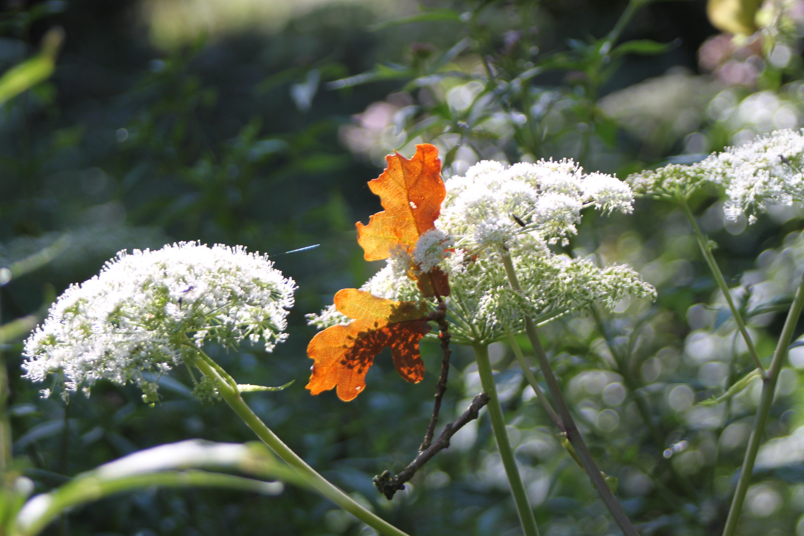 Der Herbst mischt schon beim Sommer mit