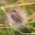 Der Herbst mit all seinen schönen Seiten