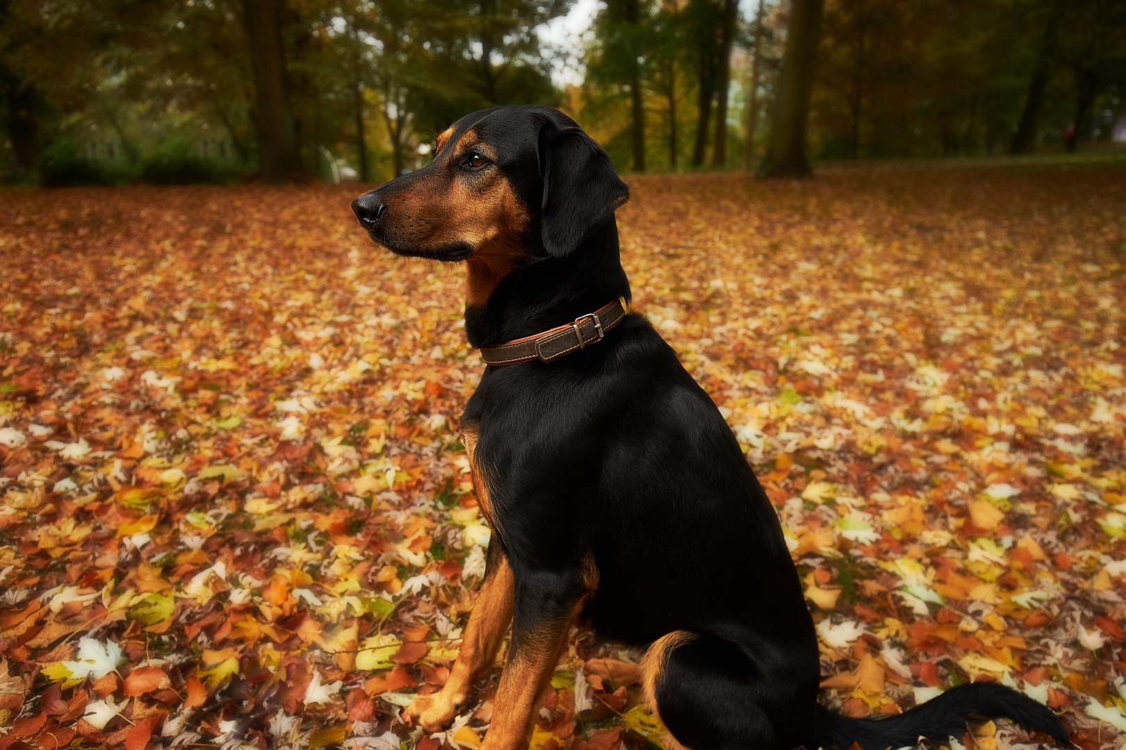 der Herbst mit all seinen tollen Farben