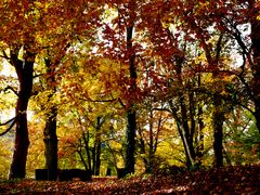 Der Herbst mit buntem Kleid...