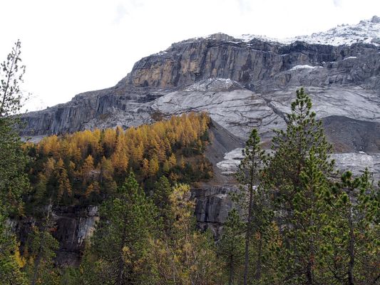Der Herbst mit dem Lärchenwald 