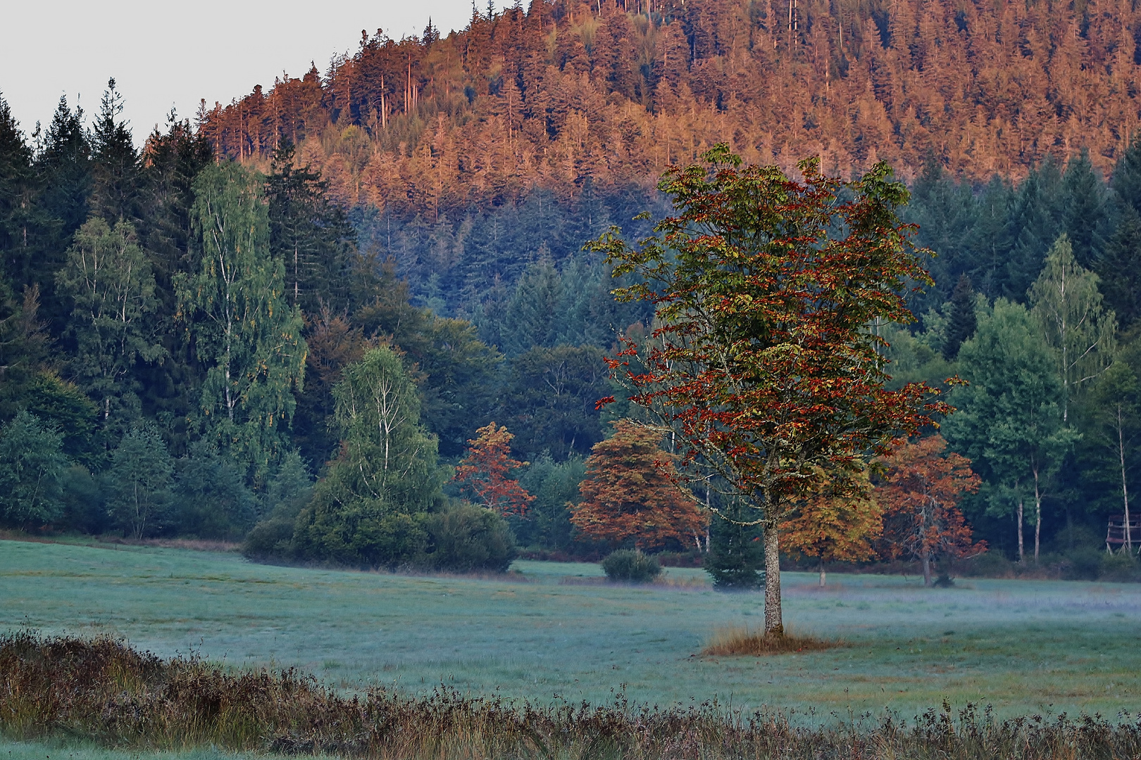 Der Herbst mit seinen Farben/ 3