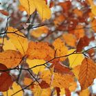 Der Herbst mit seinen Farben