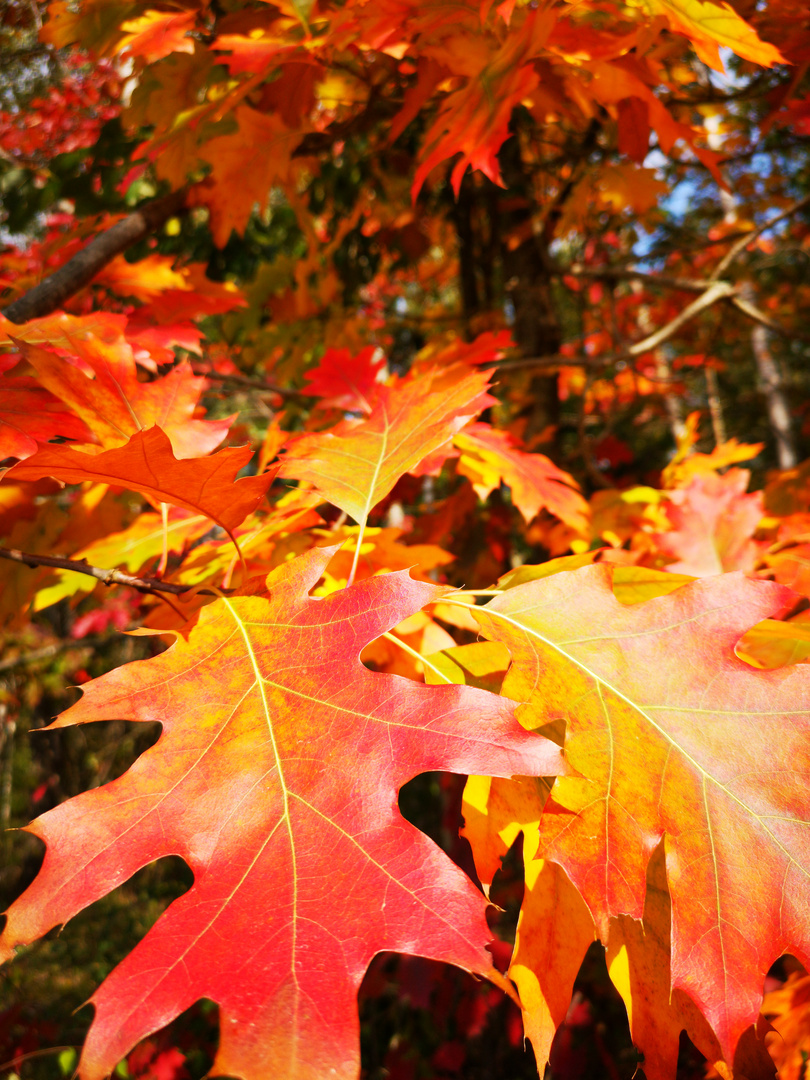 Der Herbst mit seinen tollen Farben 
