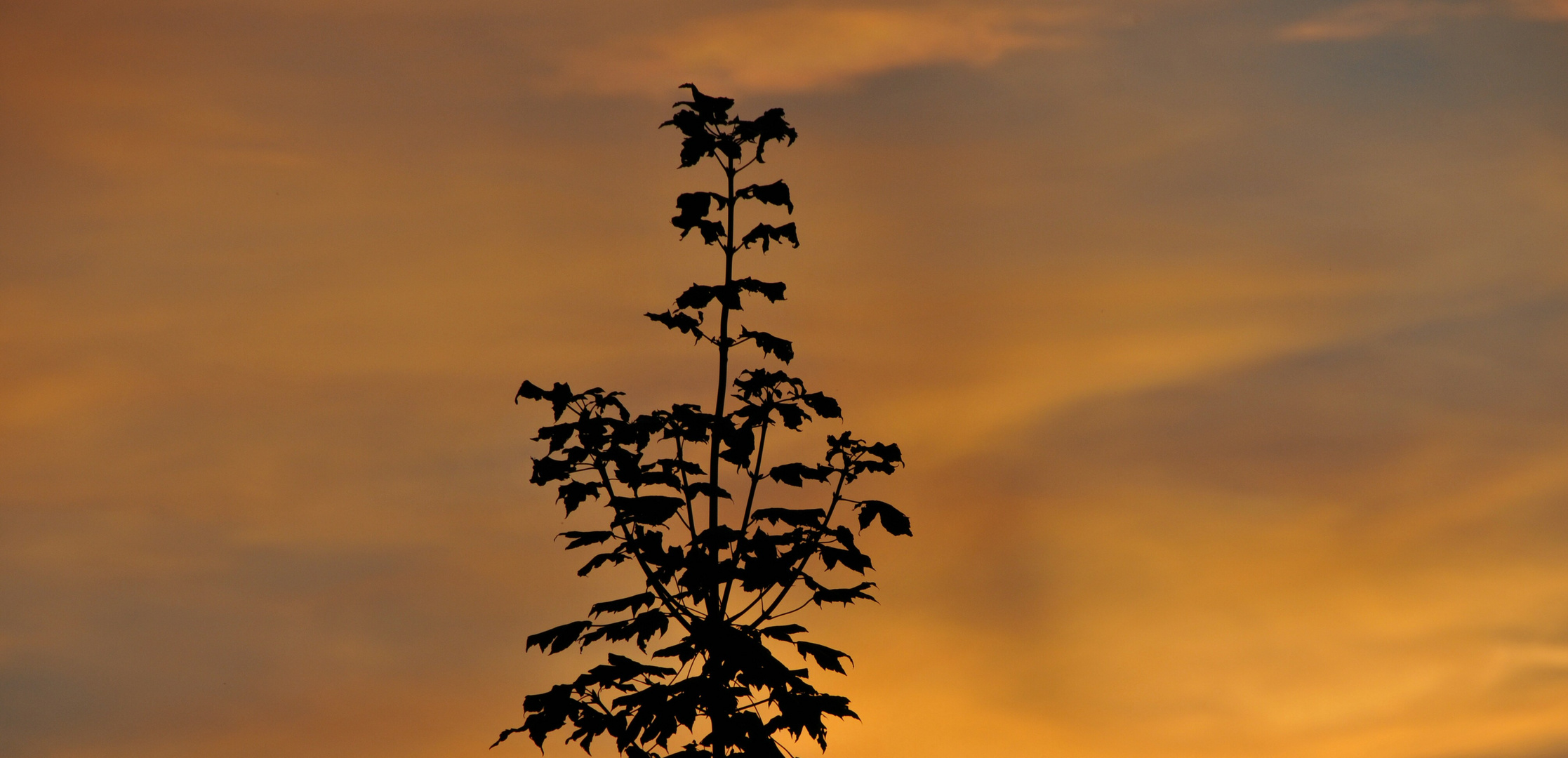 der Herbst naht