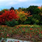 Der Herbst naht.